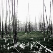 Seventh Genocide - SVNTH