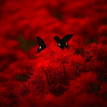 Ebola - Red Heaven